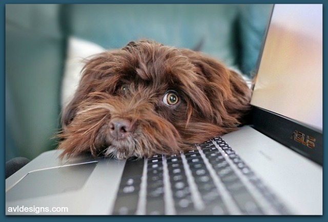 Video conferencing from home has its challenges. Barking dogs, background noises, doorbell unexpectedly ringing... things happen! This little dog wants to get in on the show! 